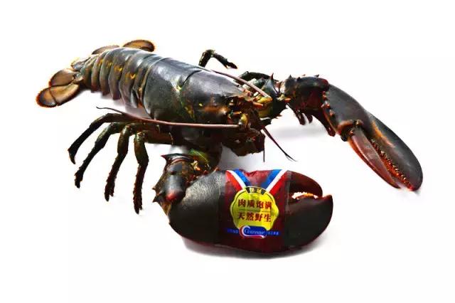 龙虾一晚上就死亡大半是什么原因,龙虾没有身体还会活着吗