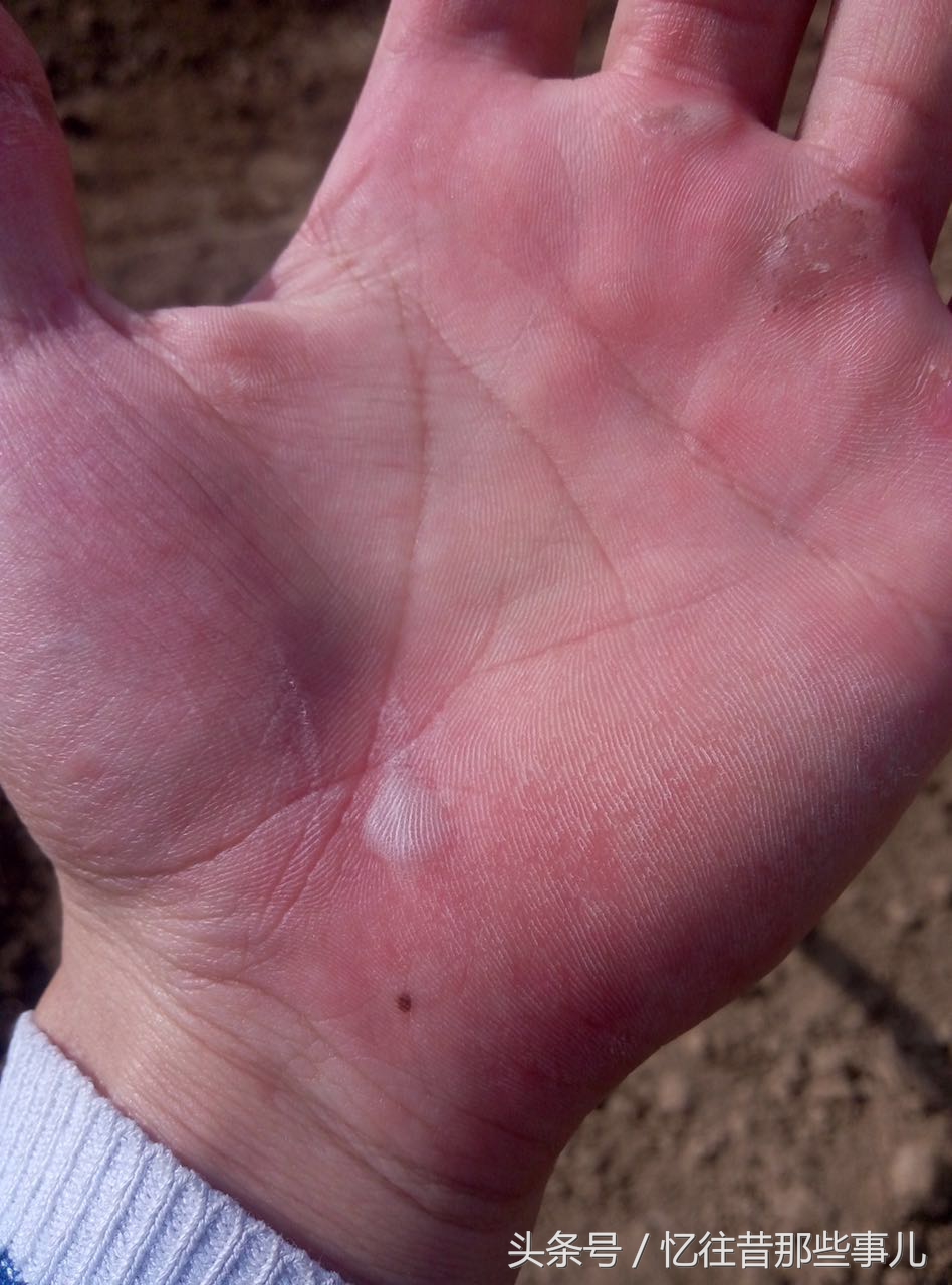 从“蒜你狠”到“蒜你玩”，蒜苔价格大跳水，丰收季成伤心季