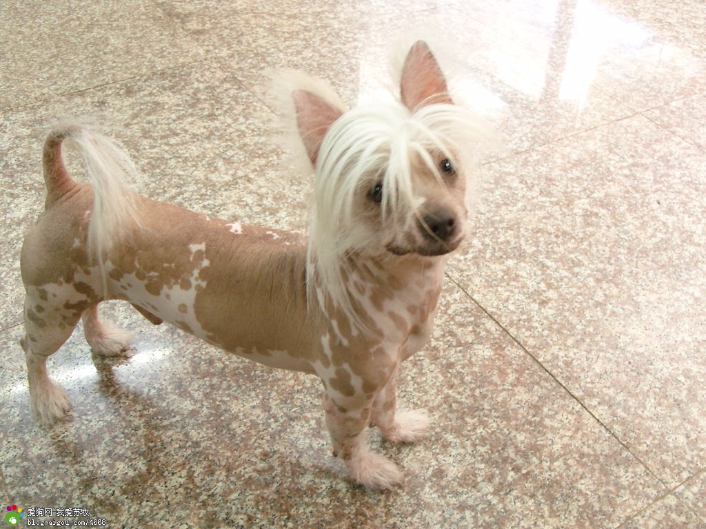 世界10大犬种藏獒排名第三,世界十种猛犬中国藏獒排名第五