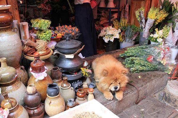 穷游云南1000元以内,穷游云南10天花费多少钱