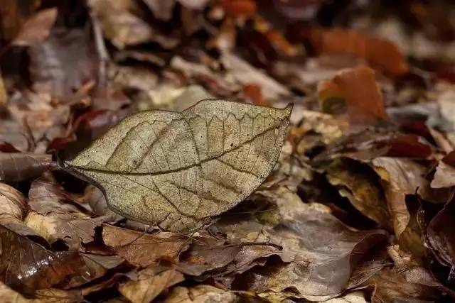 集结拍案称奇的拟态大师