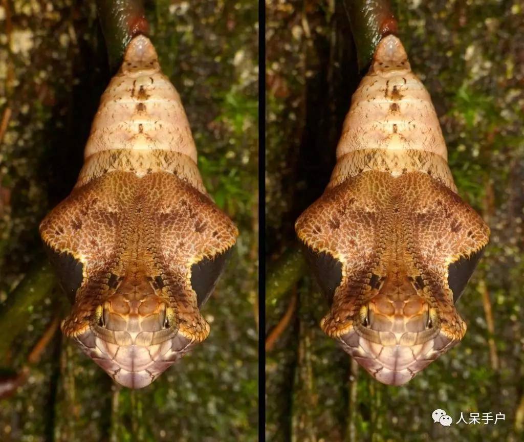 集结拍案称奇的拟态大师