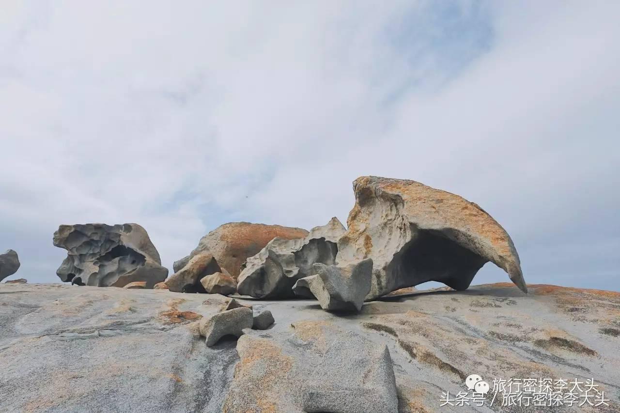 中国哪里可以抱考拉,全球哪里可以抱考拉