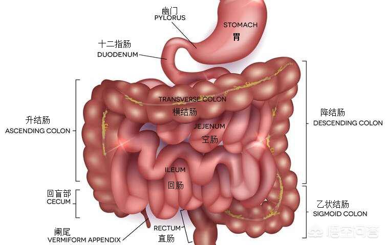 便秘的原因有哪些,什么原因导致便秘