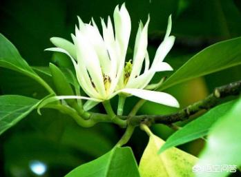 白兰花扦插养殖,白兰花养殖根部保护