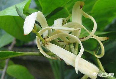 白兰花扦插养殖,白兰花养殖根部保护