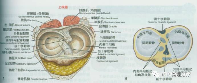 半月板撕裂,半月板资料