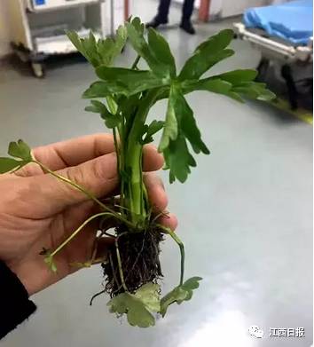 吃螃蟹谨慎食物中毒,吃螃蟹全身红肿