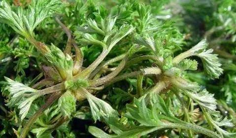 中医湿热体质如何调养,湿热体质怎么饮食调理