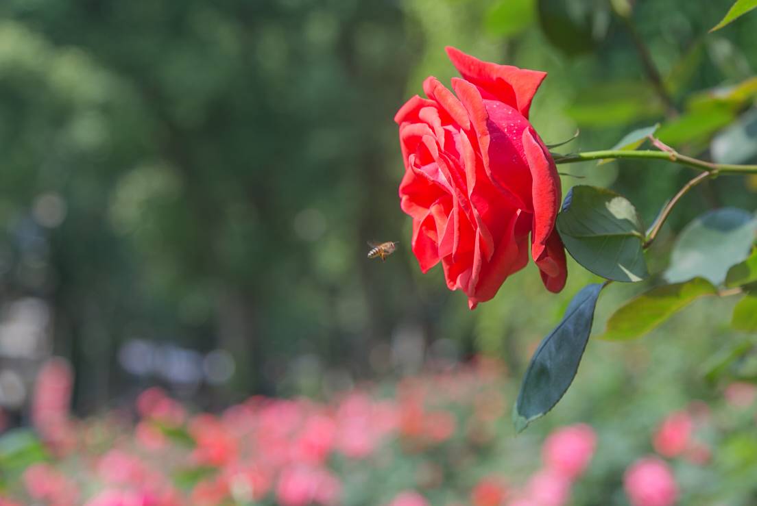 桂子山的夏天，愿你的脚步慢一些