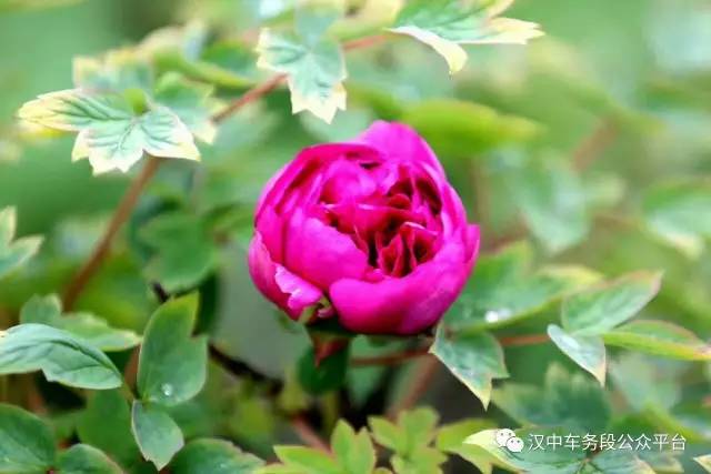 微微一调有变化：汉中车务段管内主要车站最新列车时刻