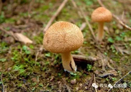 吃螃蟹谨慎食物中毒,吃螃蟹全身红肿