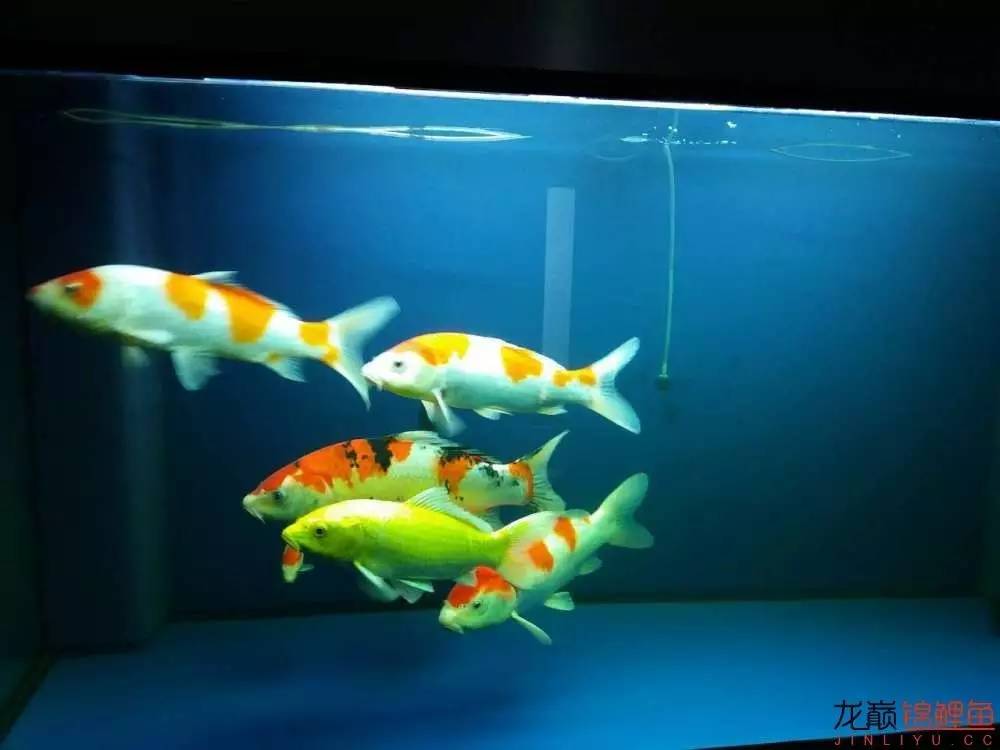 蒙药治眼疾,蒙医治眼奇方效果怎么样