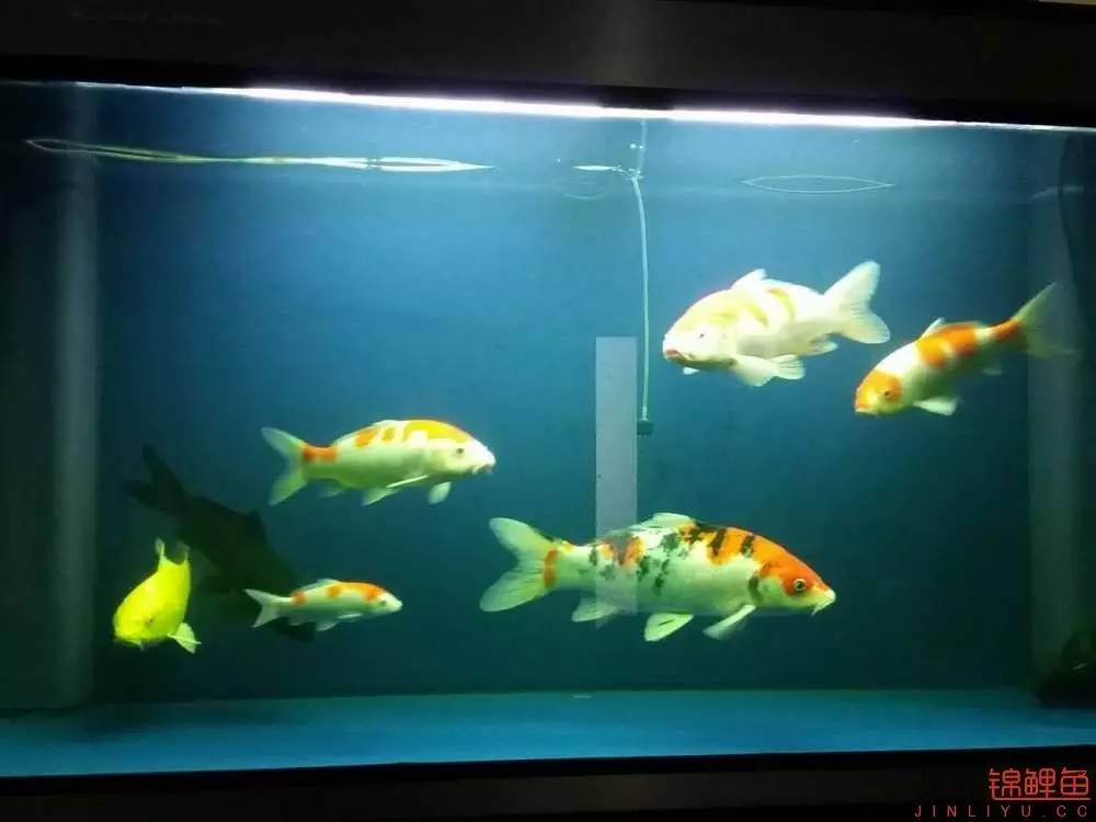 蒙药治眼疾,蒙医治眼奇方效果怎么样