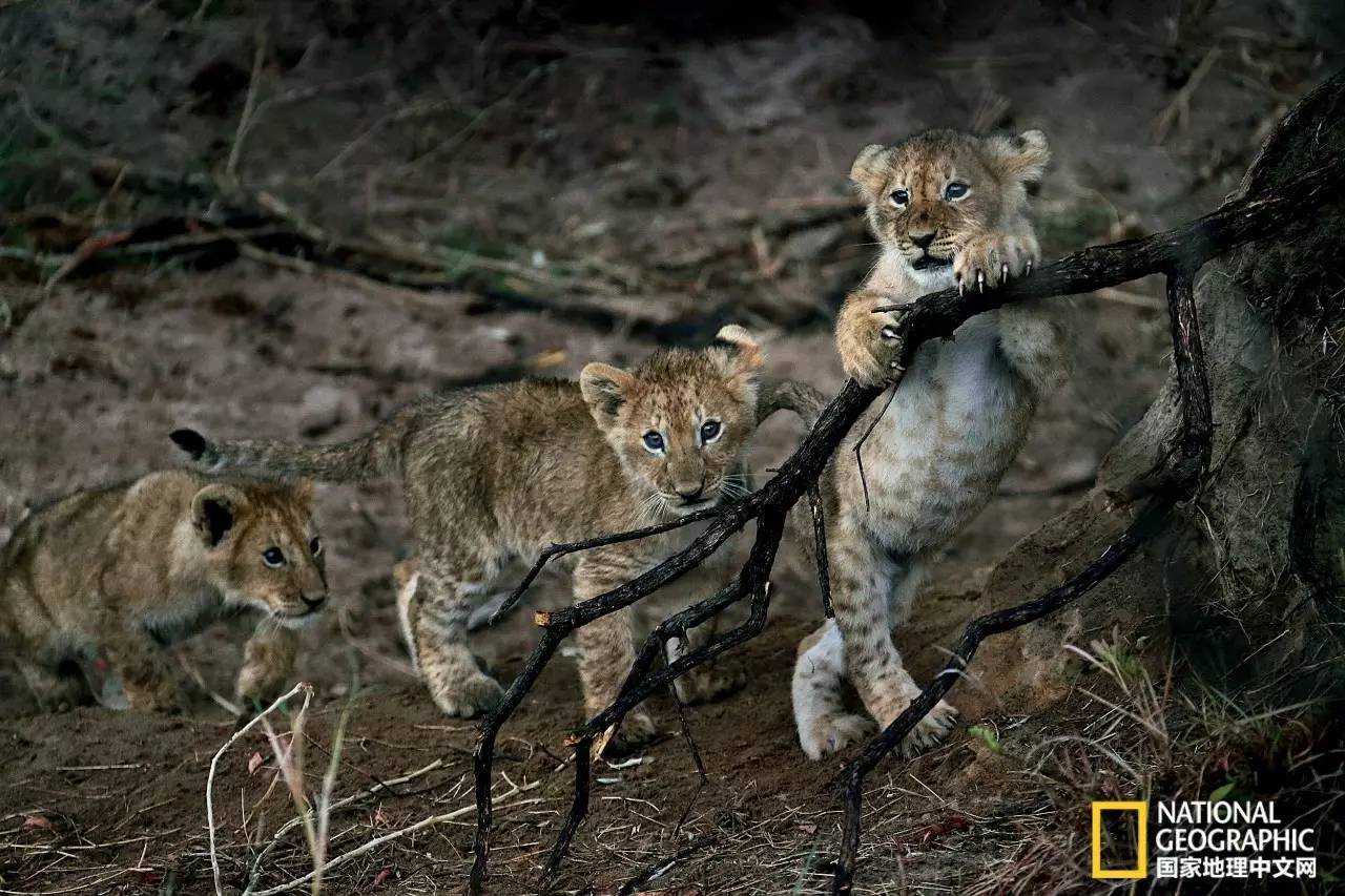 2022国家地理全球摄影大赛投稿,2016美国国家地理杂志摄影大赛