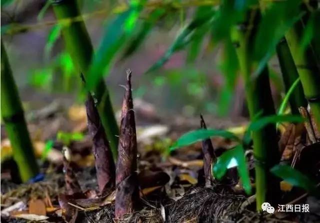 吃螃蟹谨慎食物中毒,吃螃蟹全身红肿