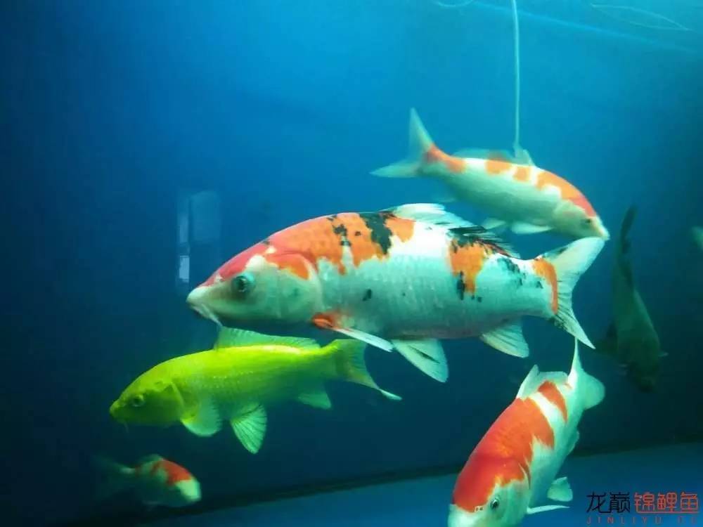 蒙药治眼疾,蒙医治眼奇方效果怎么样