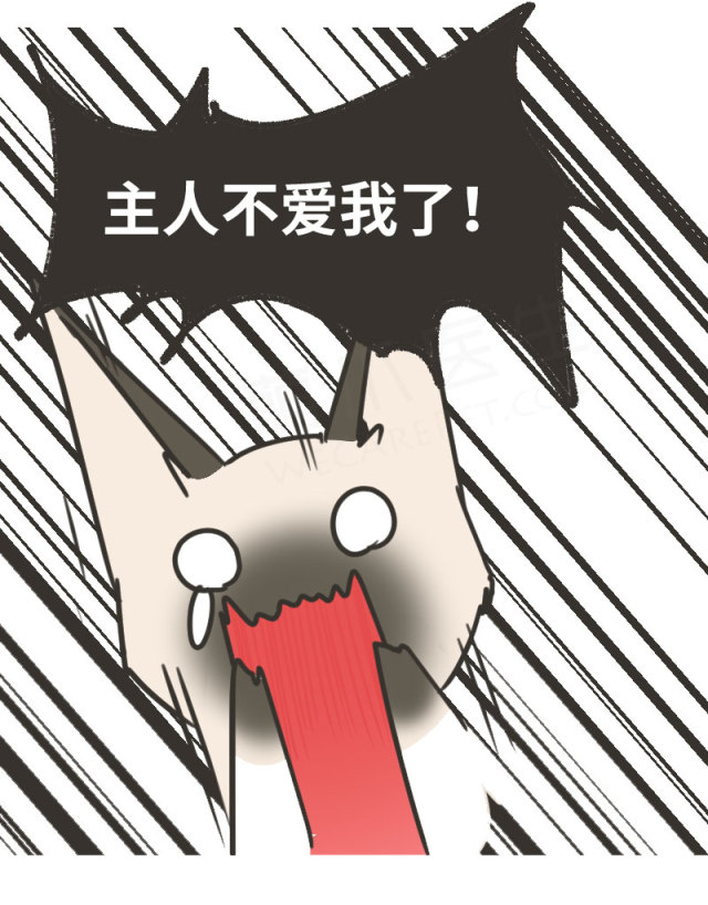 暹罗猫挖煤,挖煤队长暹罗猫