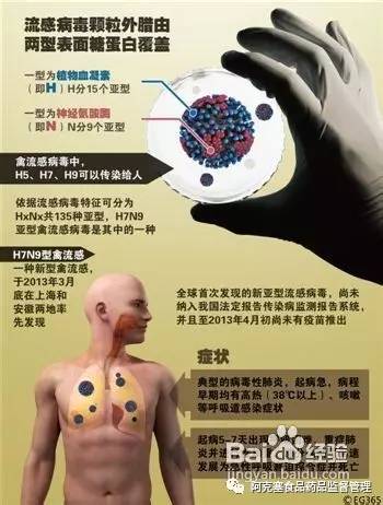 南汇h7n9禽流感最新消息,有关h7n9禽流感的报道