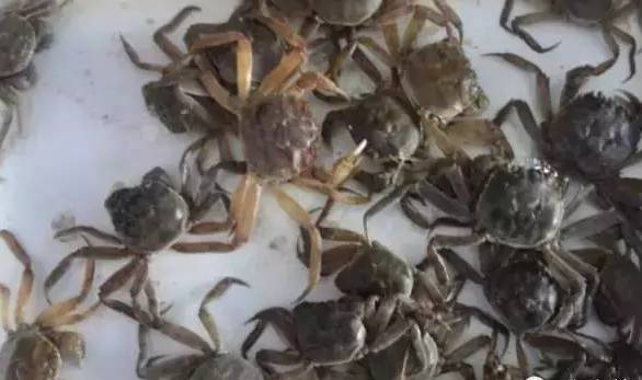 远离水域的关注事项,河蟹水瘪子病的预防和治疗