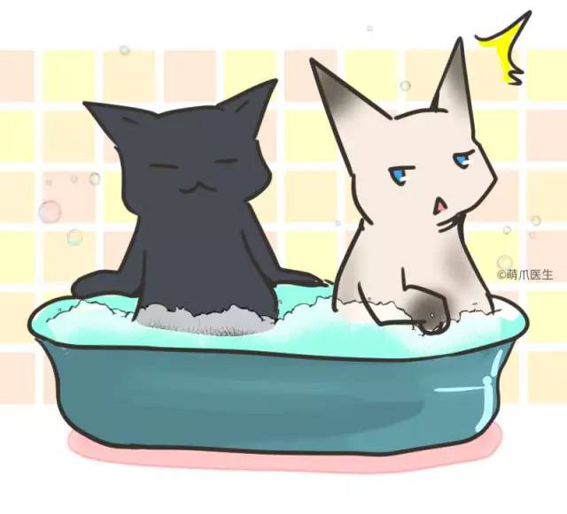 暹罗猫挖煤,挖煤队长暹罗猫