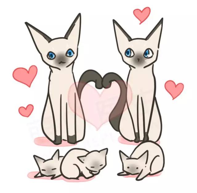 暹罗猫挖煤,挖煤队长暹罗猫