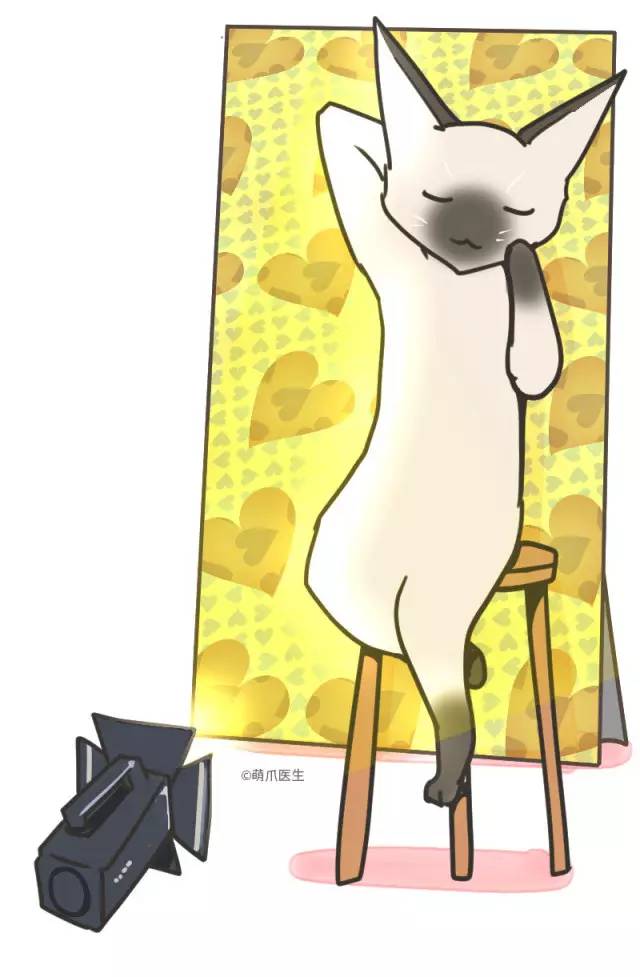 暹罗猫挖煤,挖煤队长暹罗猫