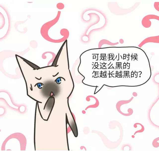 暹罗猫挖煤,挖煤队长暹罗猫