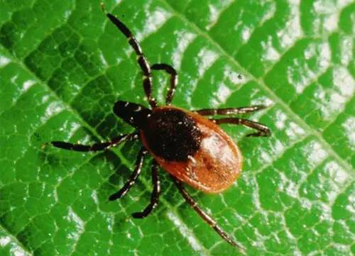 安心驱蚊,安心驱蚊虫