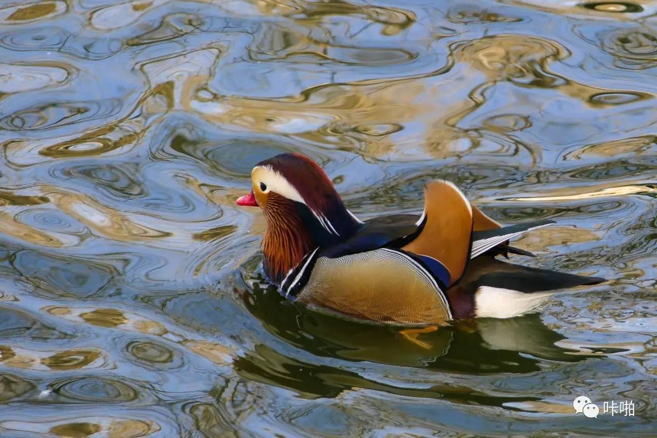 松下fz2500发布时间,松下fz长焦机