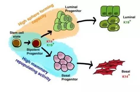 乳腺癌临床研究成功率,乳腺癌最新临床研究问题
