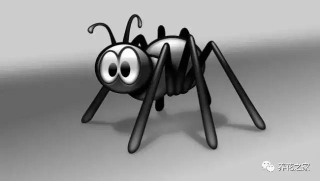 花盆里有蚂蚁怎么办蚂蚁最怕啥,花盆里有蚯蚓好不好