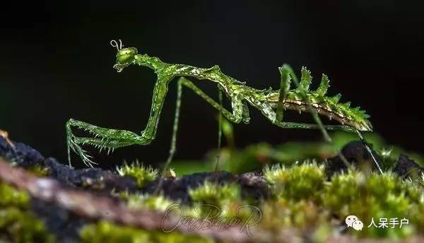 集结拍案称奇的拟态大师