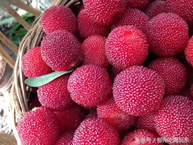 杨梅园采摘柳州,2024年柳州杨梅采摘攻略