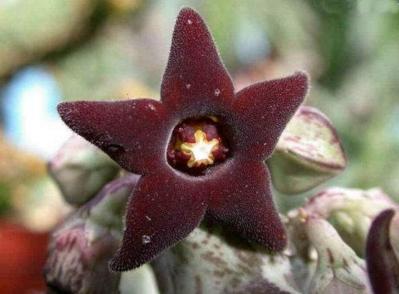 吉娃娃多肉植物有毒吗视频,金钱木多肉植物盆景有毒吗