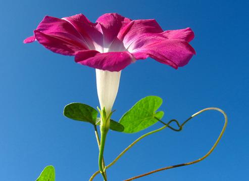又到牵牛花的季节，它的种子有毒却是一味通三焦的中药