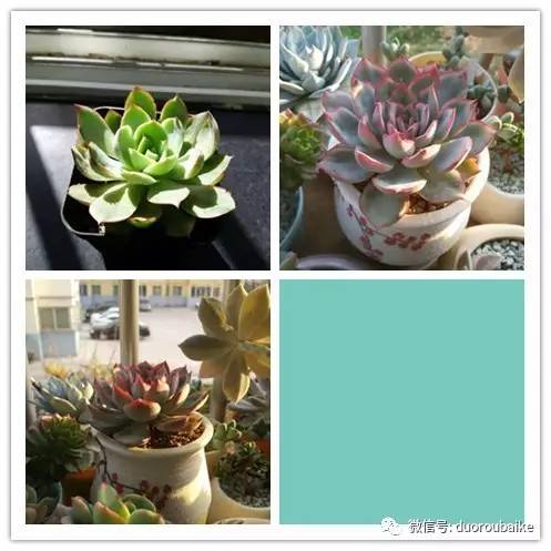 入多肉坑那些年踩过的误区,自从入了多肉坑