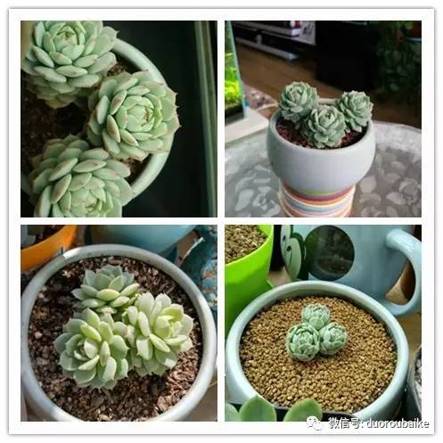 入多肉坑那些年踩过的误区,自从入了多肉坑