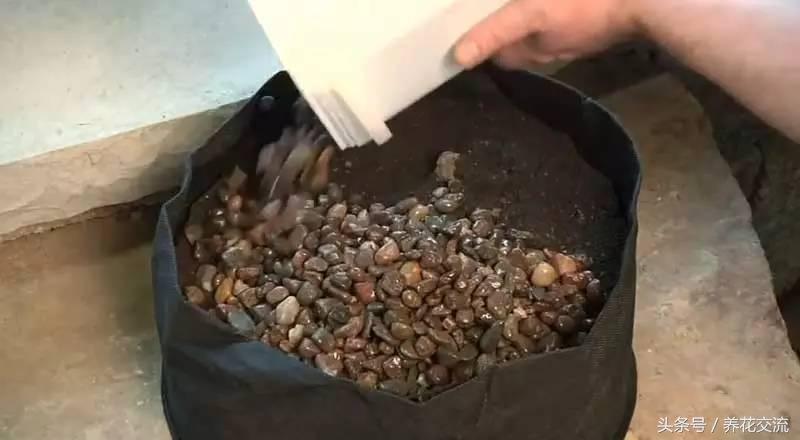 盆栽睡莲种植方法全过程,大睡莲怎样种才会开花多