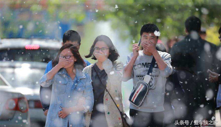 又到了“大雪纷飞”的季节，今天教你们如何自制防杨棉中网