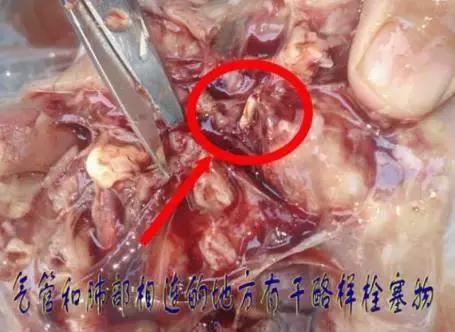 怎么治鸡呼吸道病,鸡呼吸道感染的症状和治疗方法