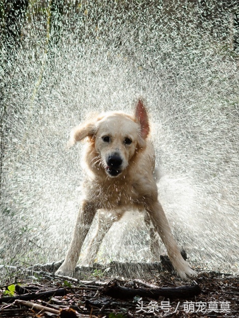 狗狗中暑了怎么办,狗狗中暑倒地抽搐