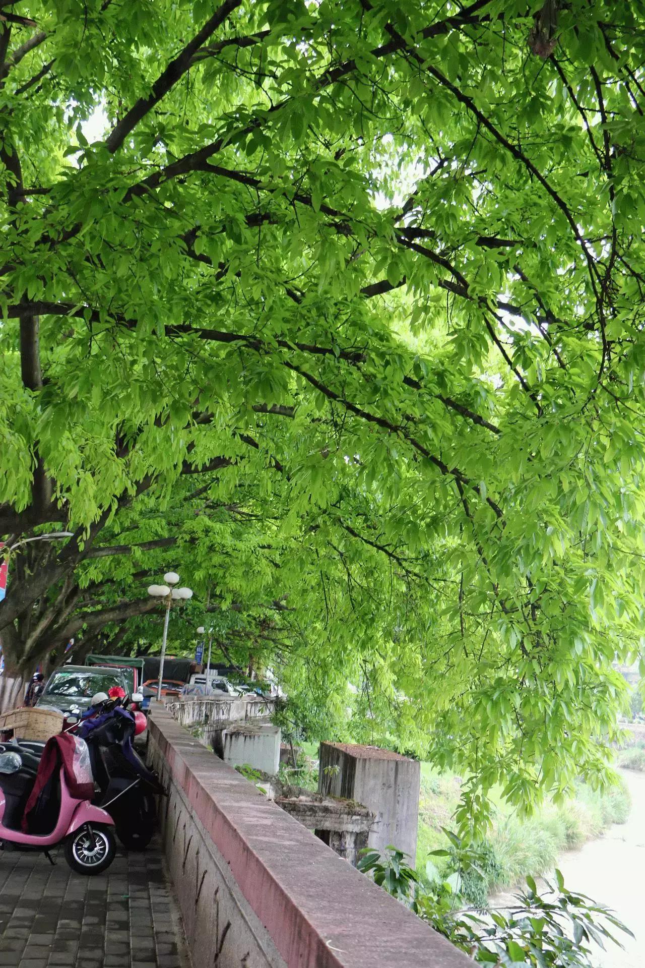 来龙岩必吃的清汤粉,龙岩最好吃的牛肉粉