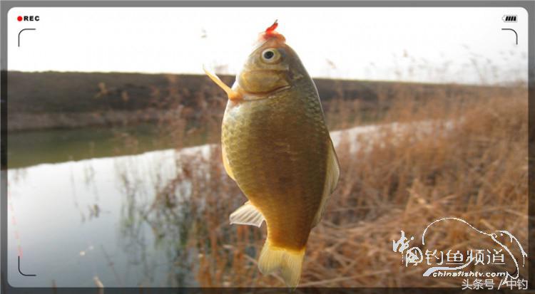 放流才有路亚的乐趣,放流能让资源更丰富