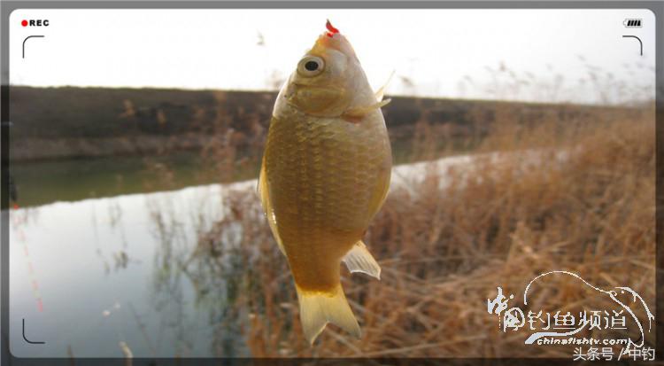 放流才有路亚的乐趣,放流能让资源更丰富