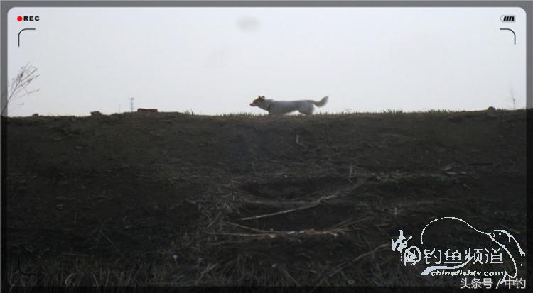 放流才有路亚的乐趣,放流能让资源更丰富