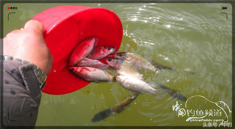 放流才有路亚的乐趣,放流能让资源更丰富