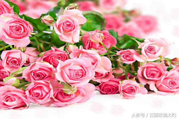 如何延长鲜切花花期,弗朗鲜切花花期长吗