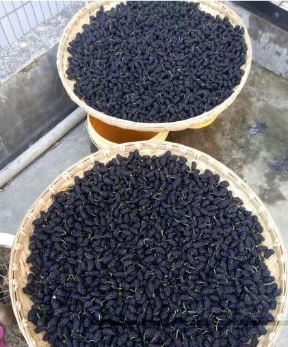 最可笑的乌龙球,十大公认笑话