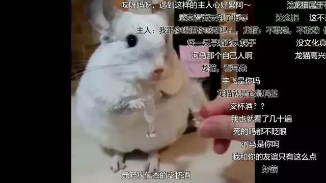 搞人的直播已经腻了，有家直播网站搞起了动物直播